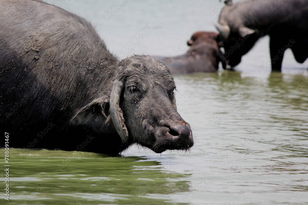 close up shot of buffalo italian buffalo and indian buffalo at water lake close up shot of buffalo italian buffalo and indian buffalo at water lake