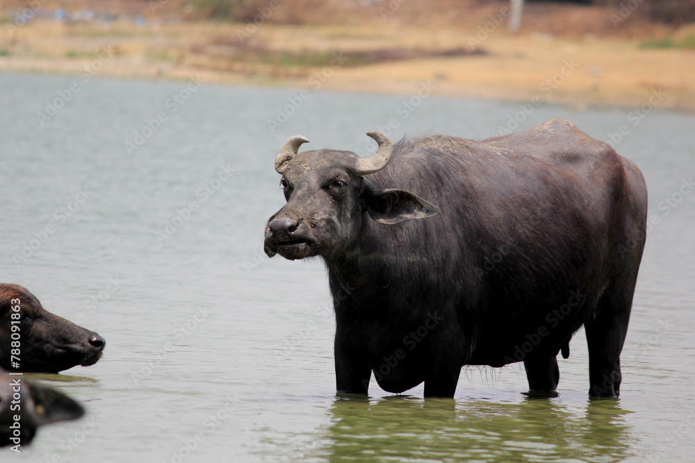 close up shot of buffalo italian buffalo and indian buffalo at water lake close up shot of buffalo italian buffalo and indian buffalo at water lake