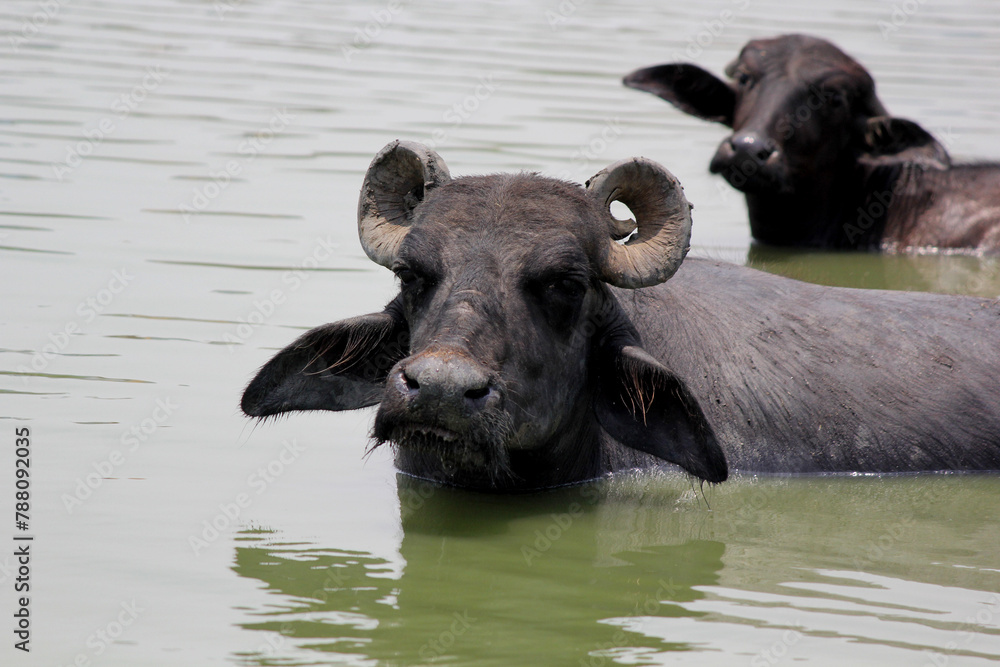 close up shot of buffalo italian buffalo and indian buffalo at water lake close up shot of buffalo italian buffalo and indian buffalo at water lake