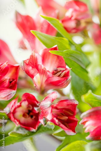 Red flowers Alstroemeria Peruvian, vibrant red coloured flowers