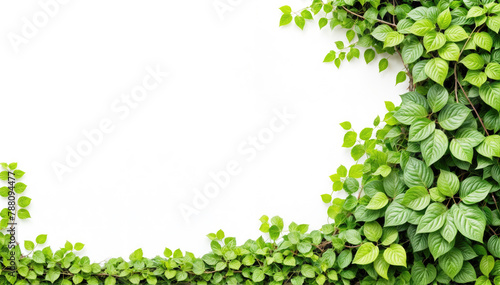 Ivy Leaf Frame with Copy Space on White Background