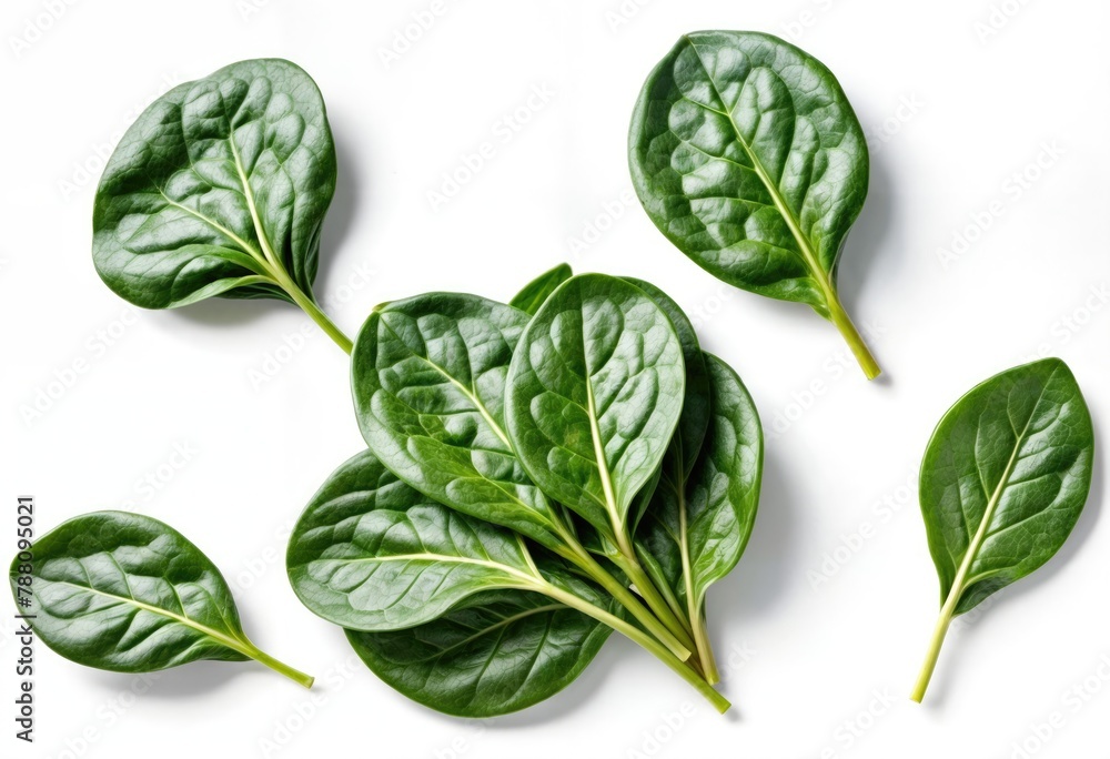 Floating Spinach Leaves on a White Background Floating Spinach Leaves on a White Background