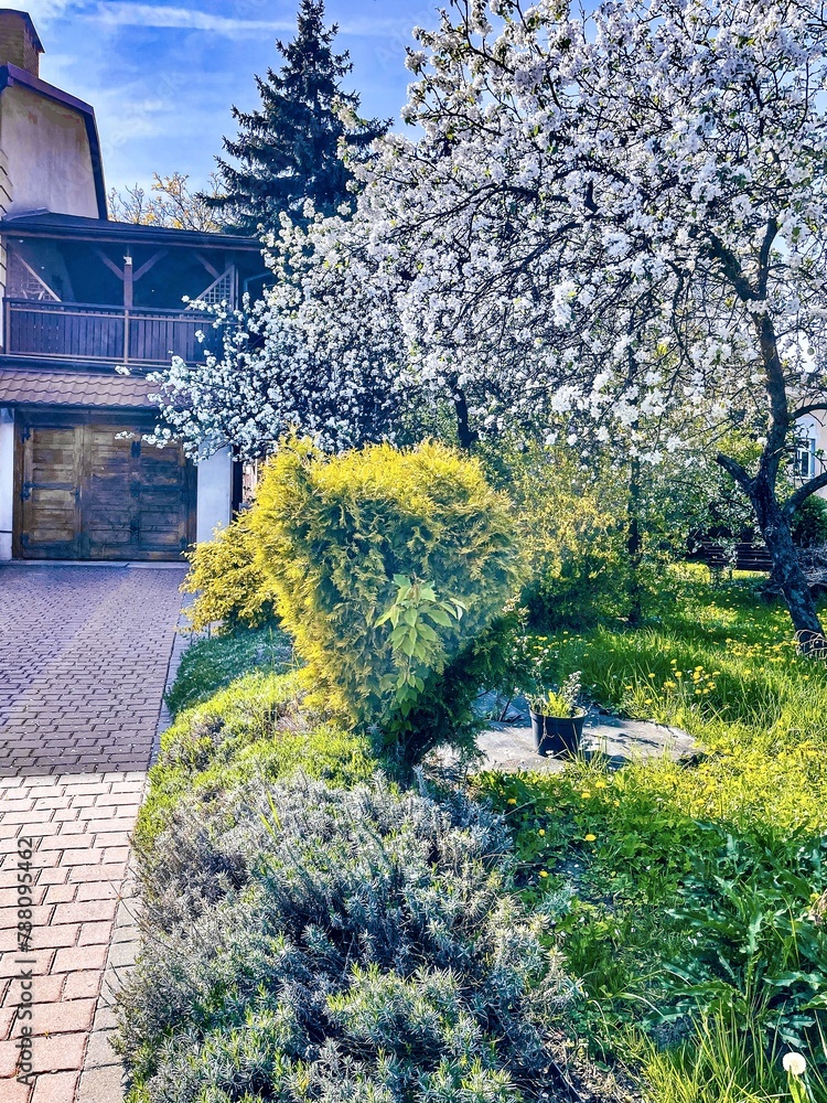 A beautiful fragment of a small garden in Jaslo, Poland.