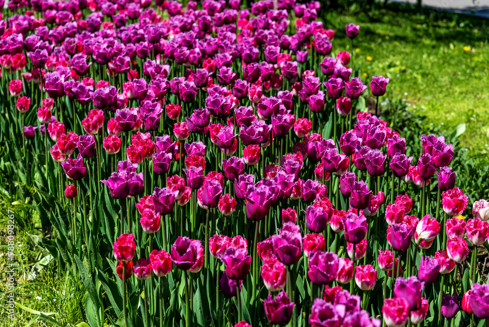 Flowerbed with purple tulips. Purple field of blooming spring tulips.