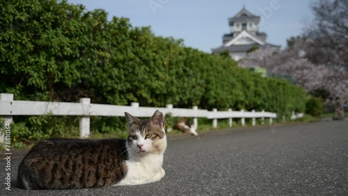 桜咲く春の長浜城公園でひなたぼっこする地域猫 （滋賀県長浜市） photo