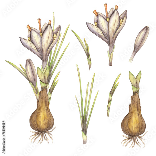 Watercolor primroses with bulbs, purple crocuses. Illustration of a saffron flower, a clipart on a white background. Spices, fragrance, fragrance, paints, pigment. Template for the design