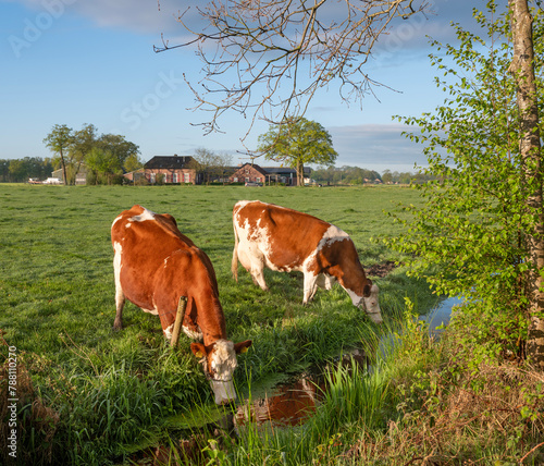 cows drink in green grassy spring meadow in warm early morning sunlight with farm in the background