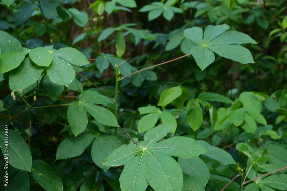 Green cassava leaf plants in the garden are suitable for natural backgrounds Green cassava leaf plants in the garden are suitable for natural backgrounds