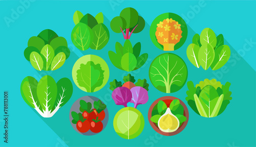 Vegetable lettuce flat vector icon. Illustration of isolated flat icon vegetable salad. Vector illustration set lettuce leaf and cabbage.