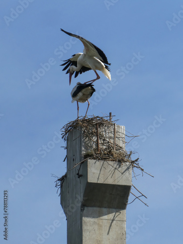 White stork , Ciconia ciconia, couple mating on the nest. Love parade of birds in breeding season