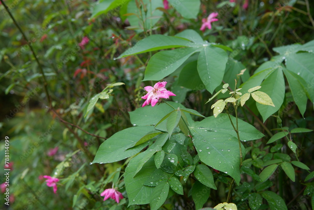 beautiful pink rosa mollis flower plant in the garden beautiful pink rosa mollis flower plant in the garden