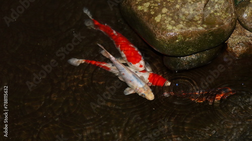 Colorful koi fish in the clear and clean water