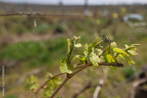 Details with young grape vine in a vineyard in a sunny April day