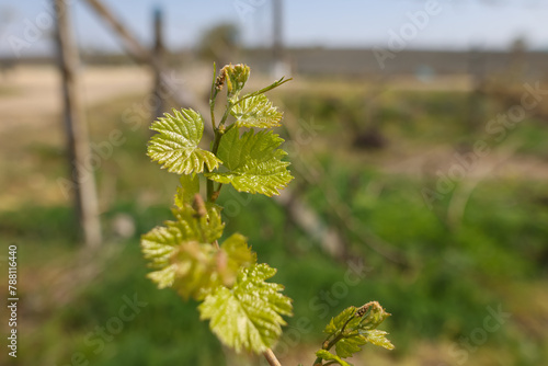 Details with young grape vine in a vineyard in a sunny April day