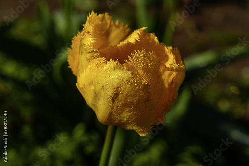 tulip with dew drops