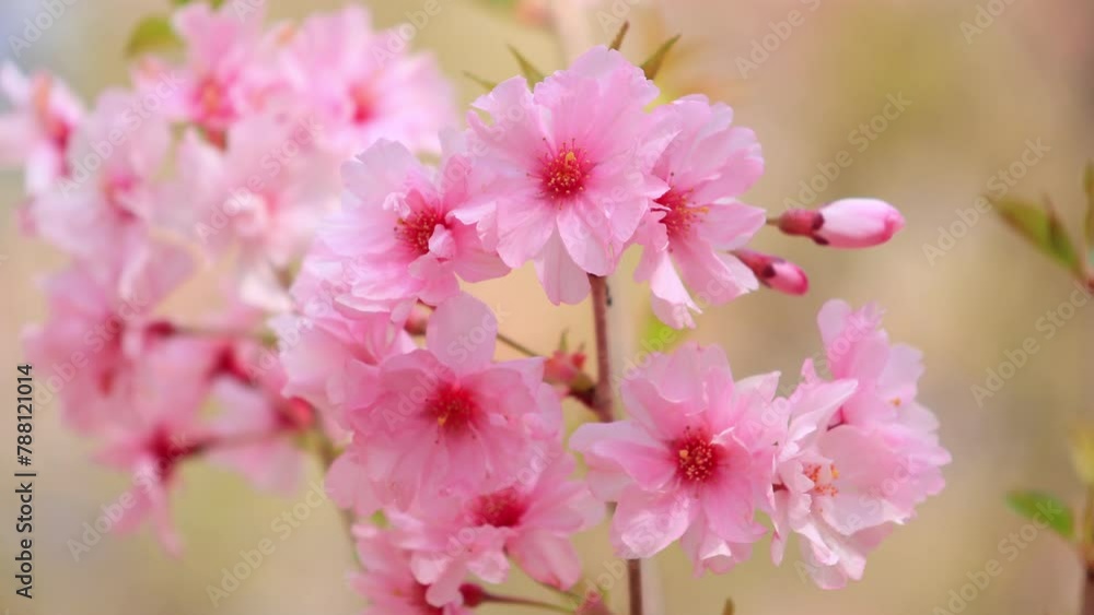 Cherry blossoms swaying in the wind Cherry blossoms swaying in the wind