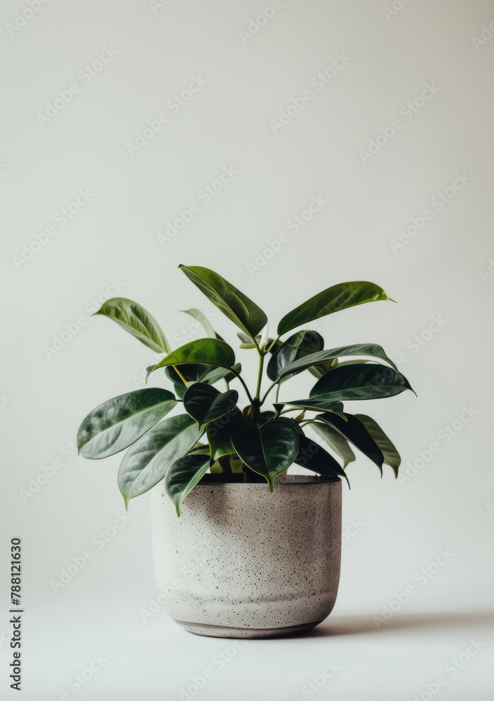 Tropical, plant and green leaf in gray pot with rubber fig for home decor and clean environment. Fora, nature and eco friendly sustainable growth for ecology and floral decorations on white backdrop Tropical, plant and green leaf in gray pot with rubber fig for home decor and clean environment. Fora, nature and eco friendly sustainable growth for ecology and floral decorations on white backdrop