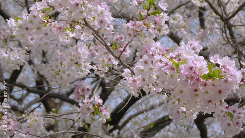 Tilt up of cherry blossoms ”sakura'' shining in the sunlight. Tilt up of cherry blossoms ”sakura'' shining in the sunlight.