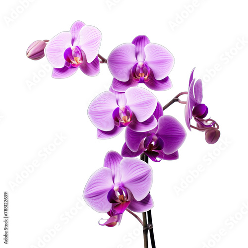 purple orchid flowers SVG on a transparent background