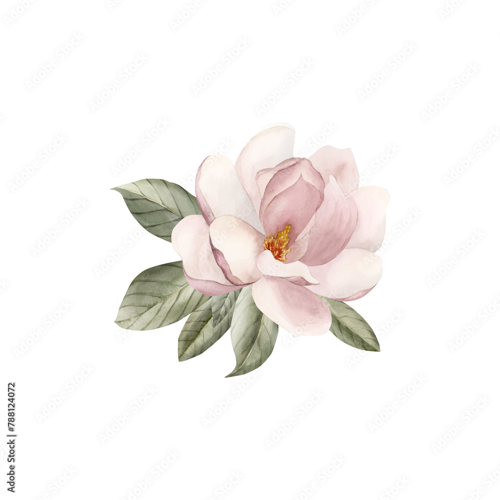 Composition of light pink magnolia flower and leaves. Floral watercolor illustration isolated on white background Composition of light pink magnolia flower and leaves. Floral watercolor illustration isolated on white background