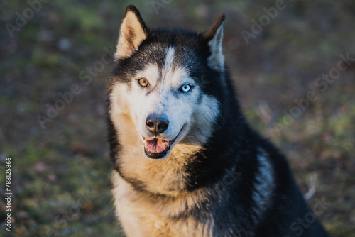 Beautiful adult husky dog ​​with multi-colored eyes, close-up photo in nature. © Dmitri