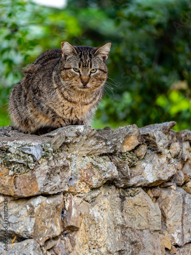 A stray cat looks at us suspiciously, lying on a stone fence.