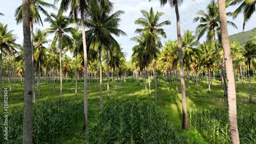 Coconut Palm Plantation. Flying treetop close view between row of palms with corn intercropping agriculture. Tropical South East Asia farm drone view. photo