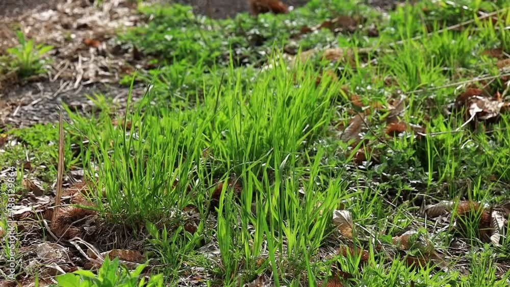 草原 草 緑 そよ風 イメージ 草原 草 緑 そよ風 イメージ