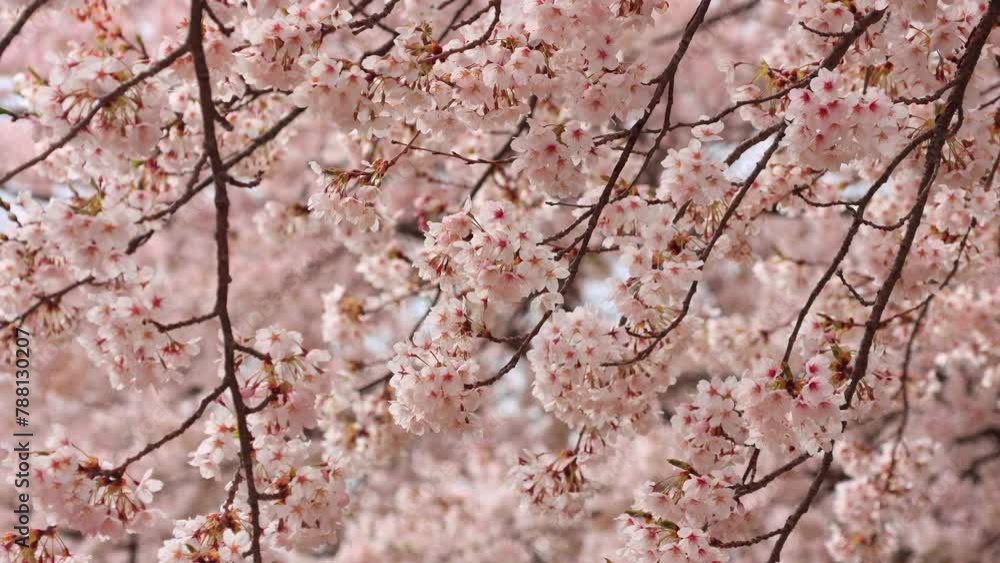 Cherry blossoms swaying in the wind Cherry blossoms swaying in the wind