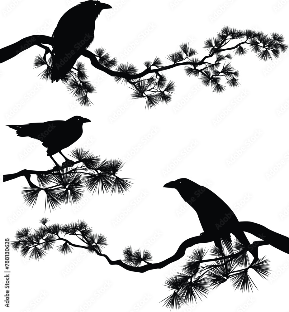 Obraz premium raven bird sitting on a long pine branch - black crow bird and coniferous tree vector silhouette design set