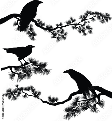 raven bird sitting on a long pine branch - black crow bird and coniferous tree vector silhouette design set