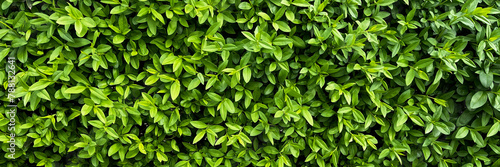 Wallpaper Mural A lush green backdrop of leaves forms a textured pattern, epitomizing the beauty of natural foliage. Torontodigital.ca