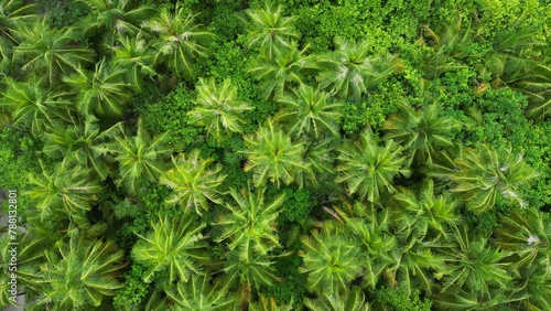 South Ari atoll, Maldives: Aerial overhead drone footage of palm trees on the Dhigurah island in the Maldives in the Indian Ocean.  photo