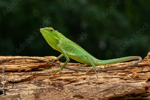 Green Jubata Lizard or Maned Forest Lizard (Bronchocela jubata).