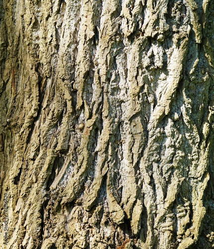 Bark of the quaking aspen