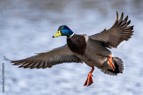 Male of Mallard, Anas platyrhynchos, bird in flight over spring lake