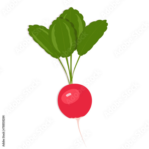 Red spring radish with green leaves