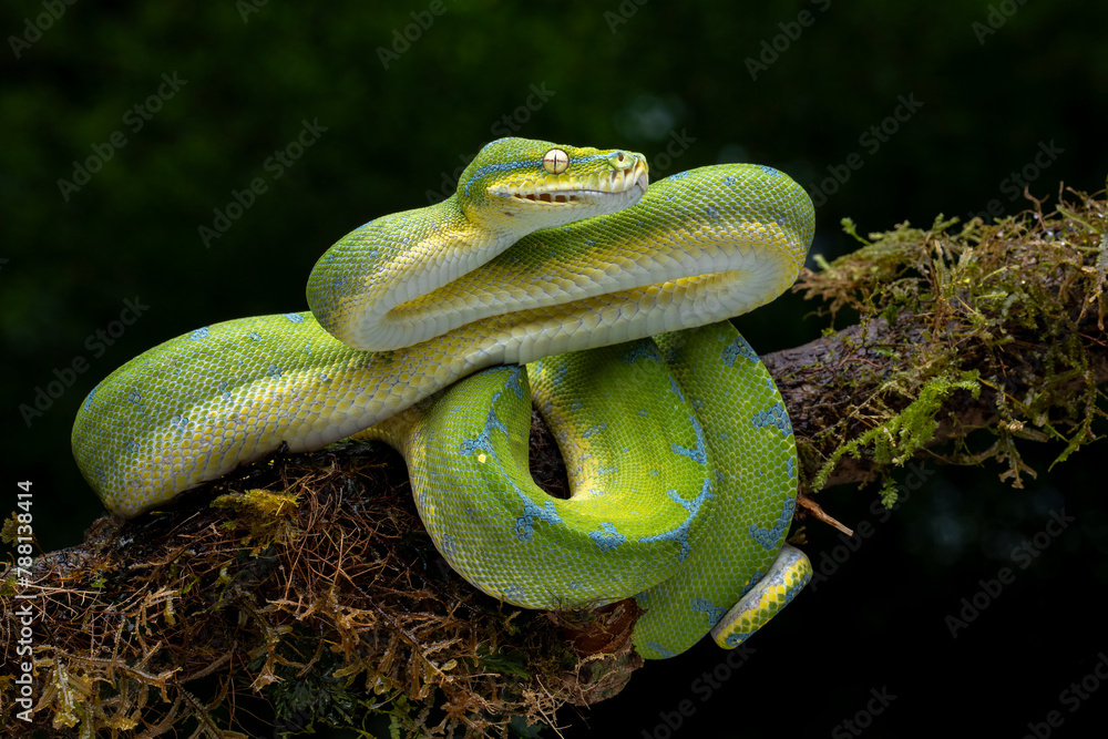 The Green Tree Python (Morelia viridis) also known as the Emerald Green ...