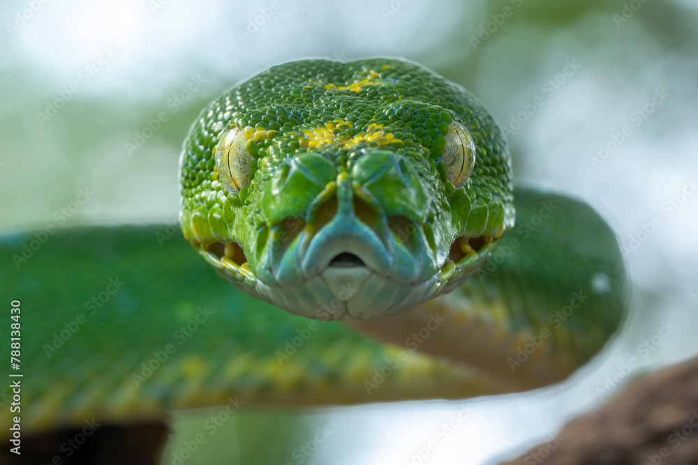 Very closeup front view head of Green Tree Python (Morelia viridis ...