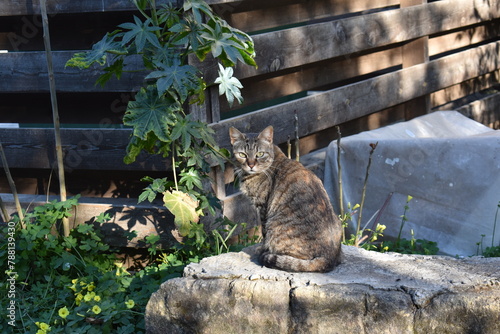 Fototapeta Naklejka Na Ścianę i Meble -  cat in the garden
