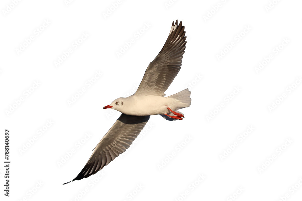 Obraz premium Beautiful seagull flying isolated on transparent background.