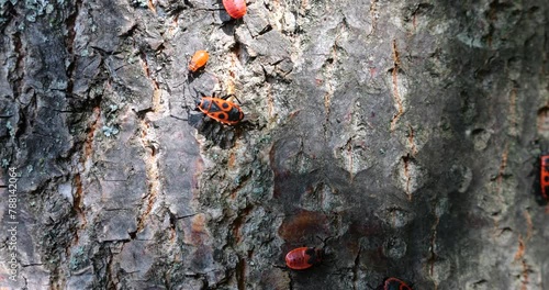 Macro of Firebugs on Tree Bark in Habitat photo