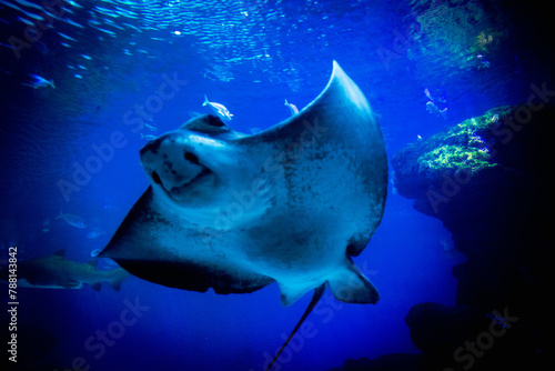  A majestic eagle ray glides through an expansive aquatic tank, surrounded by a diverse array of marine creatures, including large fishes and a shark, against a dark blue water background.