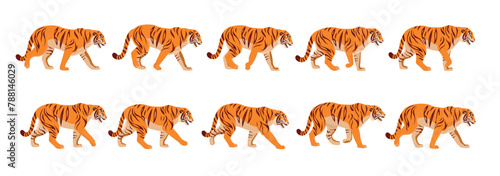 Animated tiger full gait animation cycle.