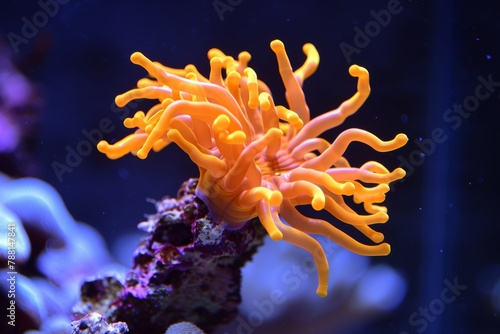 Colorful sea anemone surrounded by vibrant coral reef in a stunning underwater scene