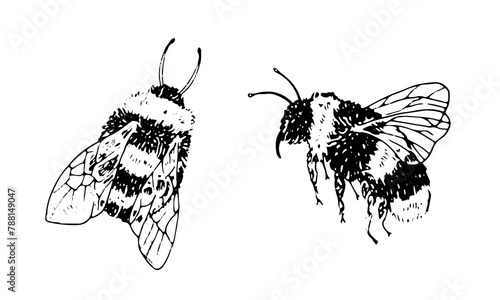 Bumble Bee Vector Set. Black line art drawing of honeybee. Outline illustration of insects. Hand drawn vintage clipart. Linear sketch on isolated white background. For logo design