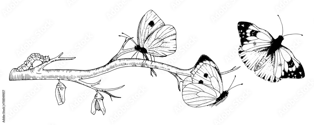 Butterfly Metamorphosis Vector drawing. Hand drawn line art of insect evolution. Black outline illustration of moth transformation. Nature life cycle sketch. On a white isolated background