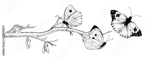 Butterfly Metamorphosis Vector drawing. Hand drawn line art of insect evolution. Black outline illustration of moth transformation. Nature life cycle sketch. On a white isolated background