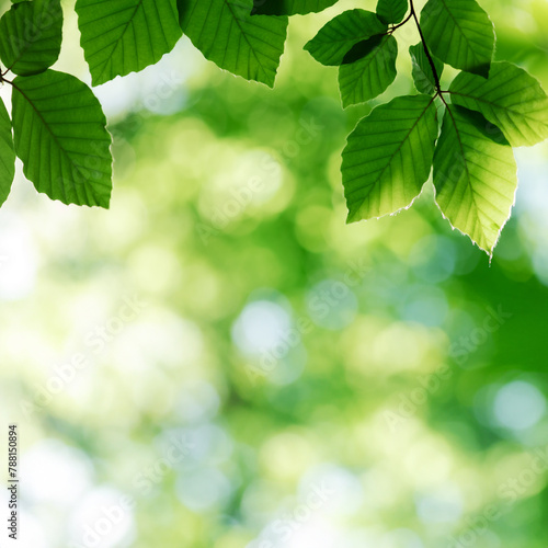 Nature background from young green beech leaves in spring forest. Natural backdrop for your project © Ivan Kmit