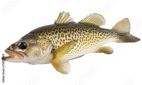 fish, isolated on a transparent background. PNG